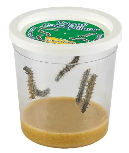 Fine Crafted Insect Lore Cup of Caterpillars Basic – 5 Live Painted Lady Caterpillars with Food Refill Kit for Butterfly Garden STEM Science Activity for Kids Classrooms Elegant