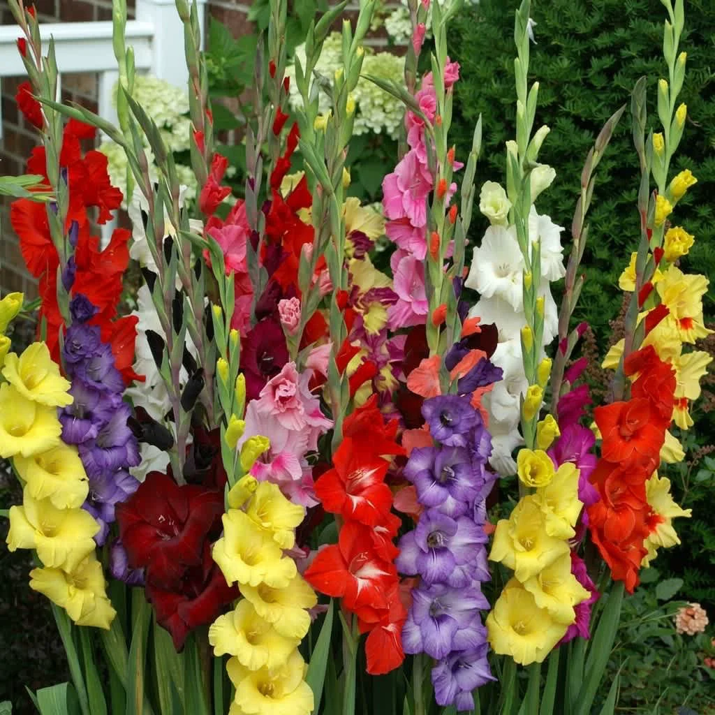 Artisan Colorful Mixed Gladiolus Flowers - 80 Bulbs Detailed